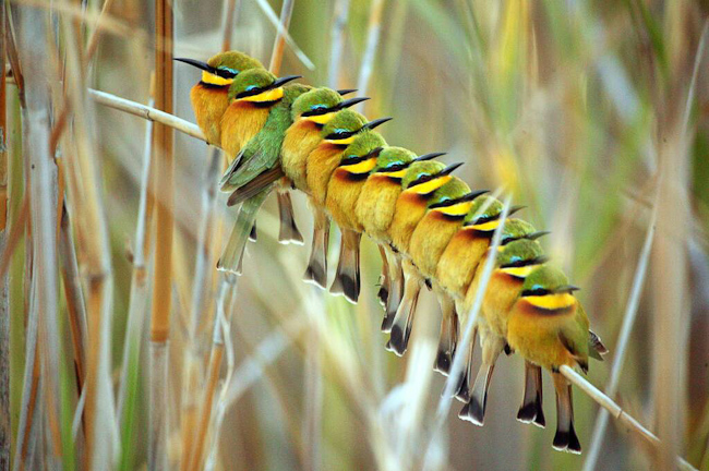 Little Bee-eaters huddle for warmth before nightfall