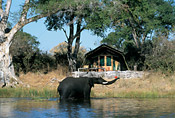 An elephant in front of camp