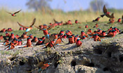 Carmine Bee-eaters colonize the banks of the Linyanti river 