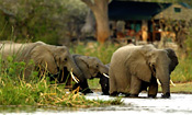 Elephants strolling past the front of camp