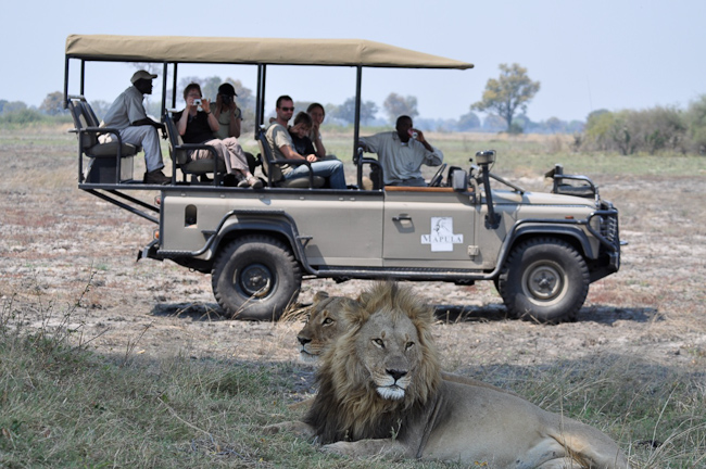 Lions seen on Game Drives