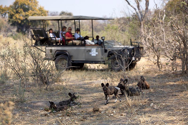 Wild dogs seen on Game Drives