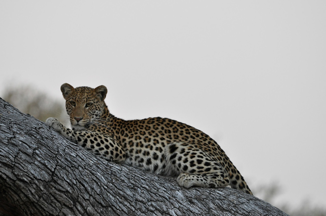 Leopard at Mapula Lodge