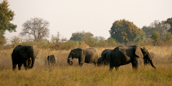 Elephants at Mapula Camp