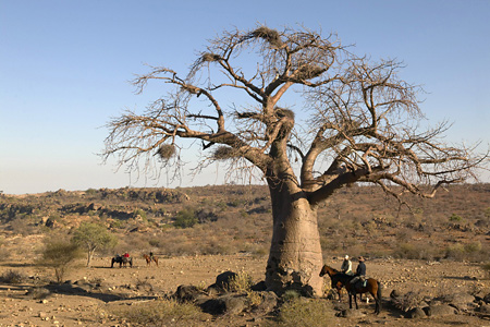 Baobab tree and horse safari