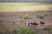 Horse Safari through the wilderness