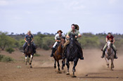 Limpopo Valley Horse Safaris
