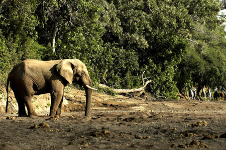 Horse Safari and elephant