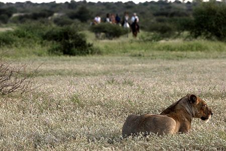 Lioness and Horse Safari