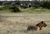 Lioness and Horse Safari