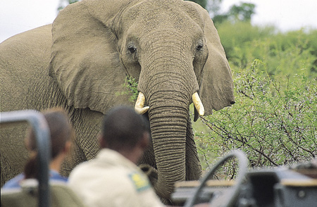 Game Drive and Elephant