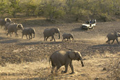 Game Drive and Elephants