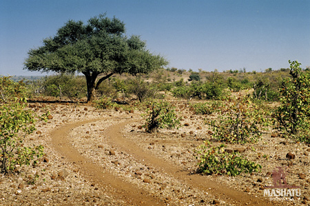 Mashatu Landscape