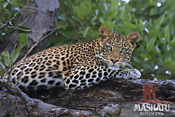 Leopard at Mashatu Game Reserve