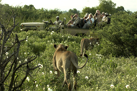 Game Drive and Lions