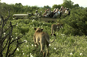 Game Drive and Lions