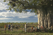 Mashatu Cycle Safari and Baobab Tree