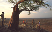 Mashatu Cycle Safari & Rhodes' Baobab