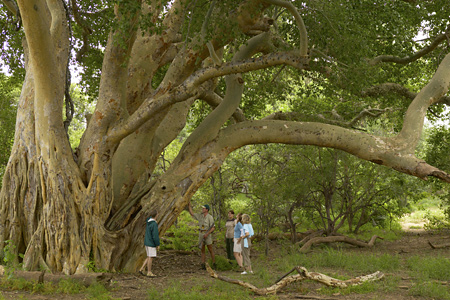 Mashatu Walking Safari & Fig Tree