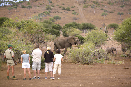 Mashatu Walking Safari & Elephants