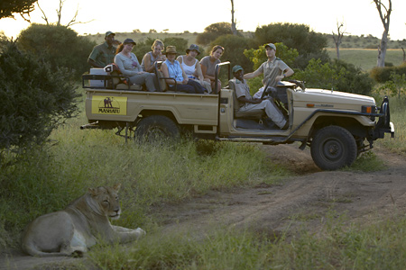Game Drive and Lioness