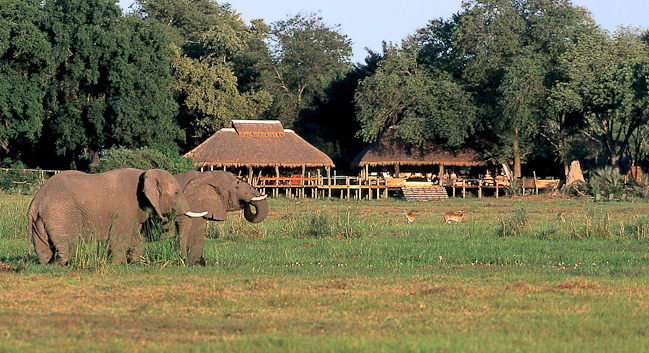 Elephants in front of Mombo Camp