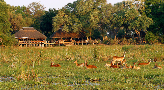 Front of camp and Red Lechwe antelopes