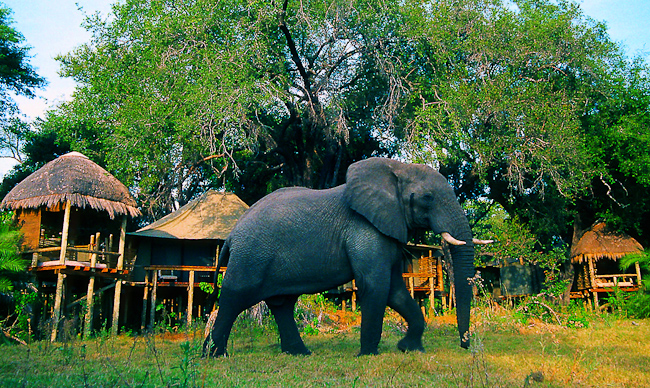 Elephant and guest tents