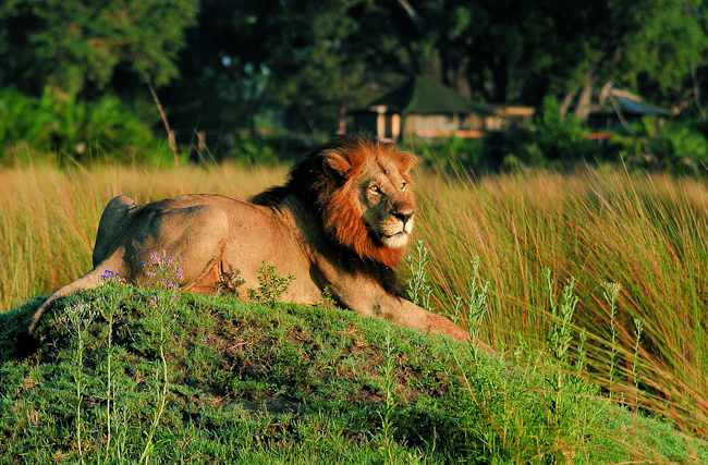 Male lion and Mombo tent