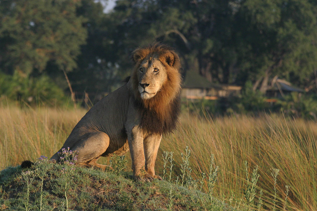 A lion in front of Mombo Camp