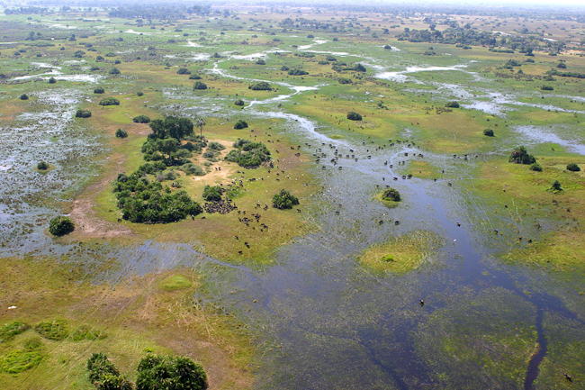 Aerial view of buffalo herd at Mombo