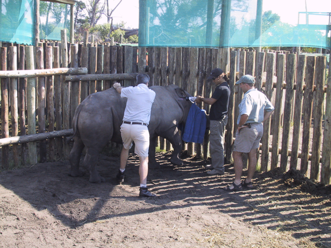 Checking one of Mombo's white rhinos in the rhino boma