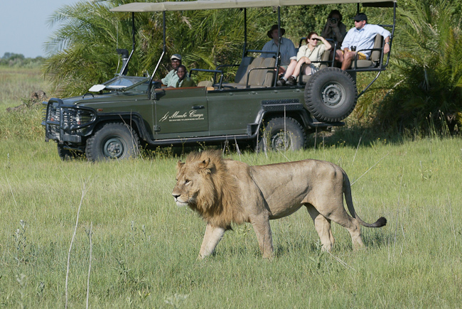 Mombo game drive and lion