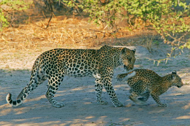 Tortilis female and cub Legadima - Dec 2003