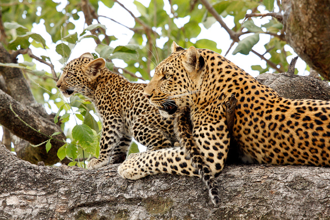 Mombo's famous female leopard, Legadima with her young cub
