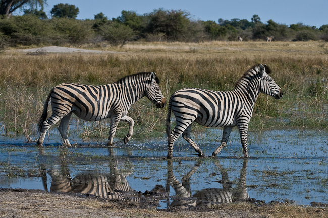 Zebras and flood water at Mombo