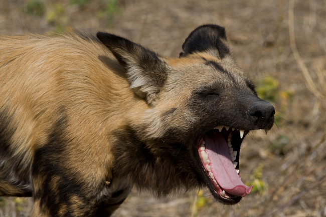 African Wild Dog at Mombo