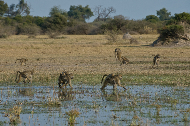 Baboons cross a floodplain at Mombo