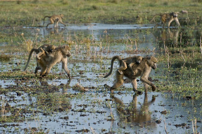 Baboons in search of food