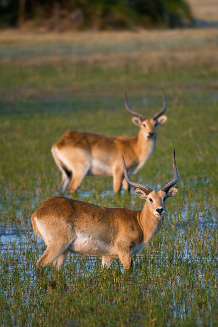 Male Red Lechwe antelopes