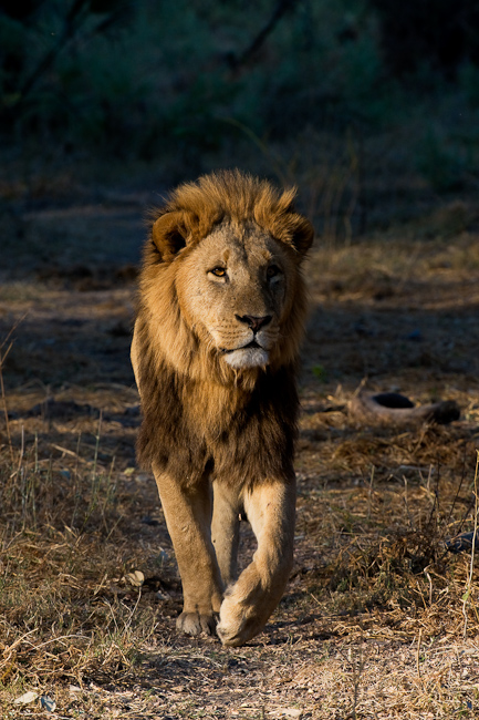 Male lion at Mombo