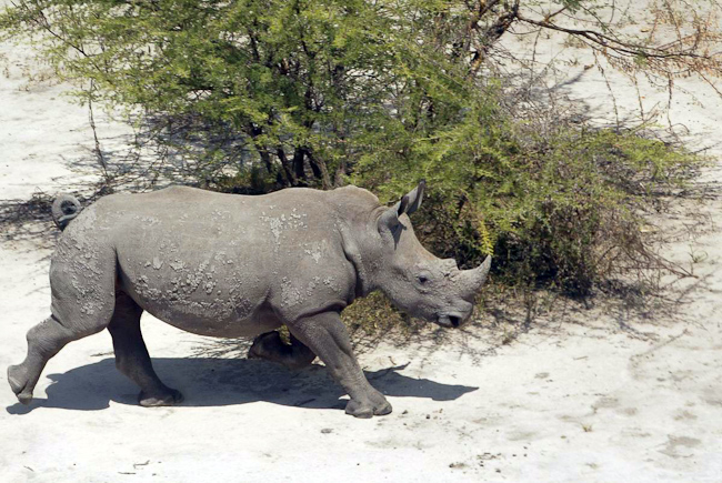 Black rhino at Mombo