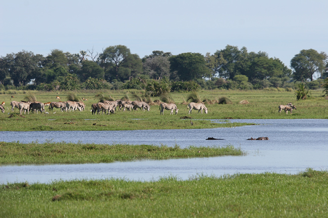 Zebras grazing at Mombo