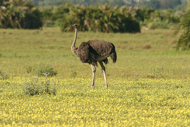 Female ostrich at Mombo