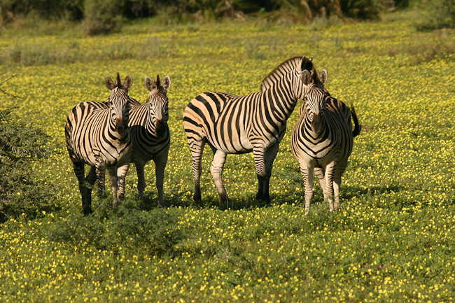 Zebras and Spring flowers
