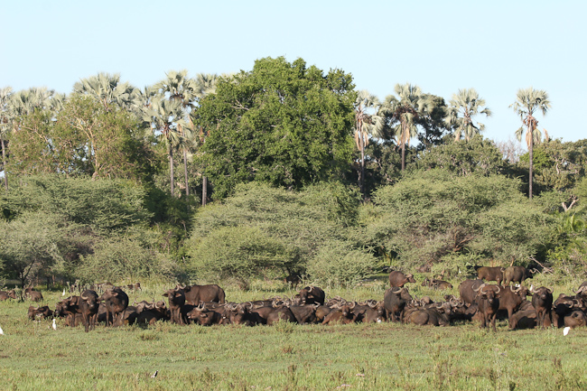 Buffalo herd at Mombo