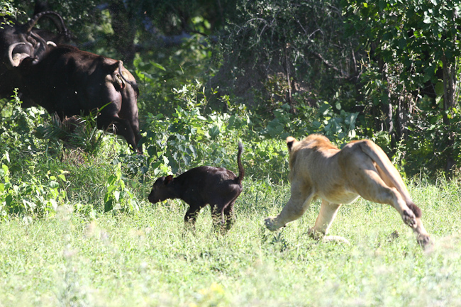 Lion chasing down a buffalo calf at Mombo