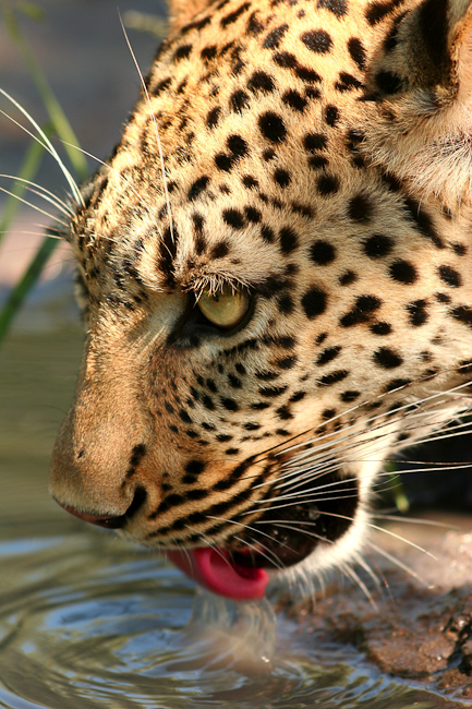 Leopard having a drink