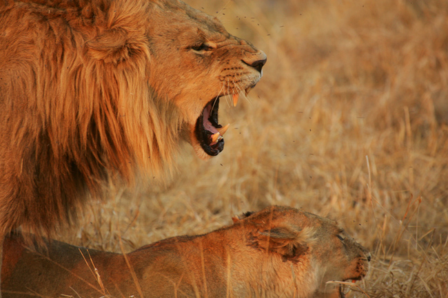 Mating lions at Mombo