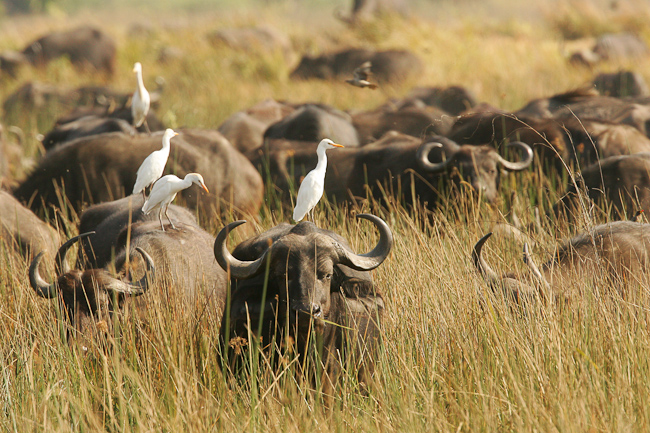Buffalos and Cattle Egrets